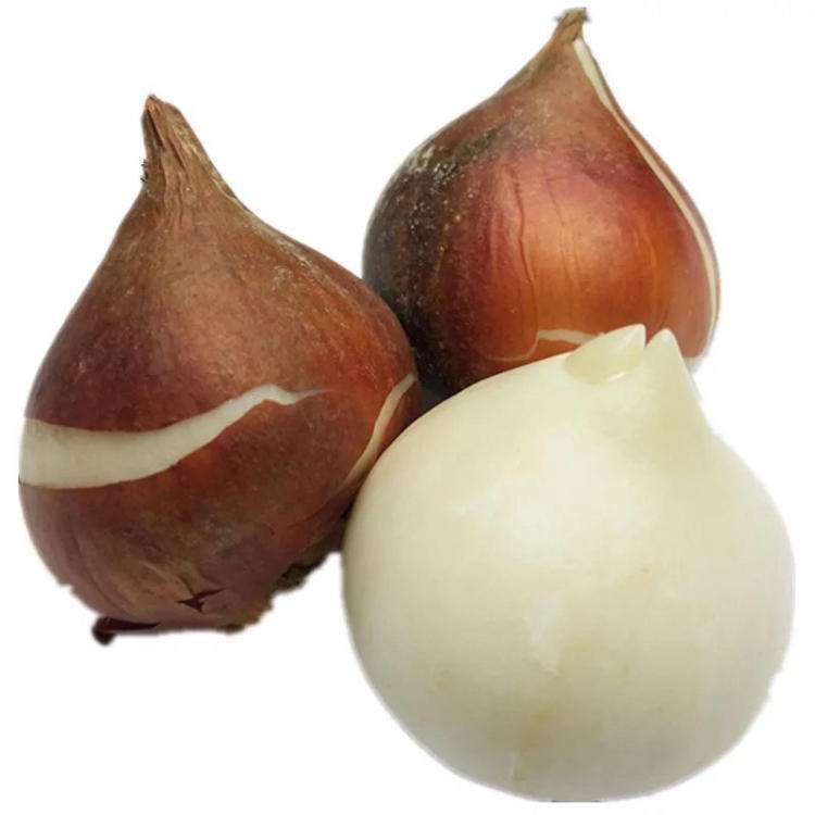 Tulip Bulbs Perennial Flower Seeds Soil Culture Hydroponics Indoor and Outdoor Courtyard Planting Flower Bulbs