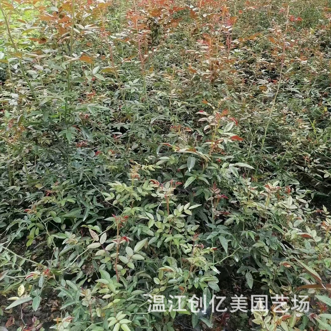 Rose Seedlings Wholesale Courtyard Landscape Multi-Flower Rose Cup Seedlings Height 20-200cm Large Quantity and Favorable Price