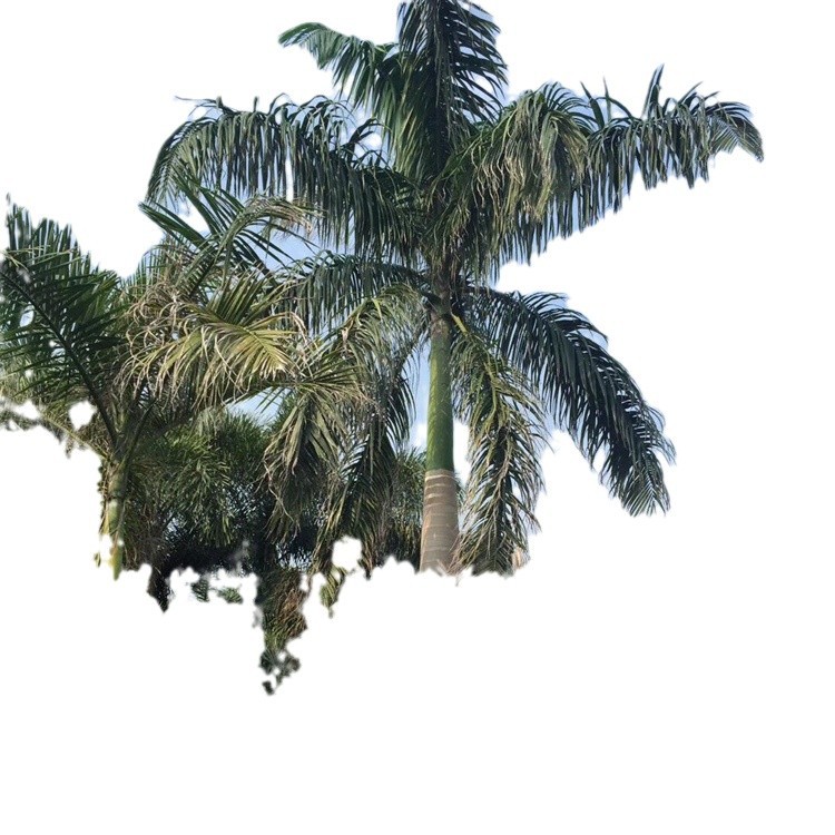 Fujian King Coconut Price Fuzhou King Coconut Quote Guangdong King Brown Zhejiang King Coconut Wholesale