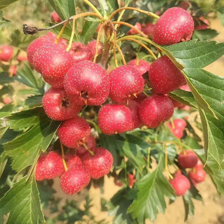 (Free Shipping) Sweet Red Hawthorn with Medium to Large Fruits, Shipped in Baskets, New Stock in September 2025, Picked and Shipped on the Same Day