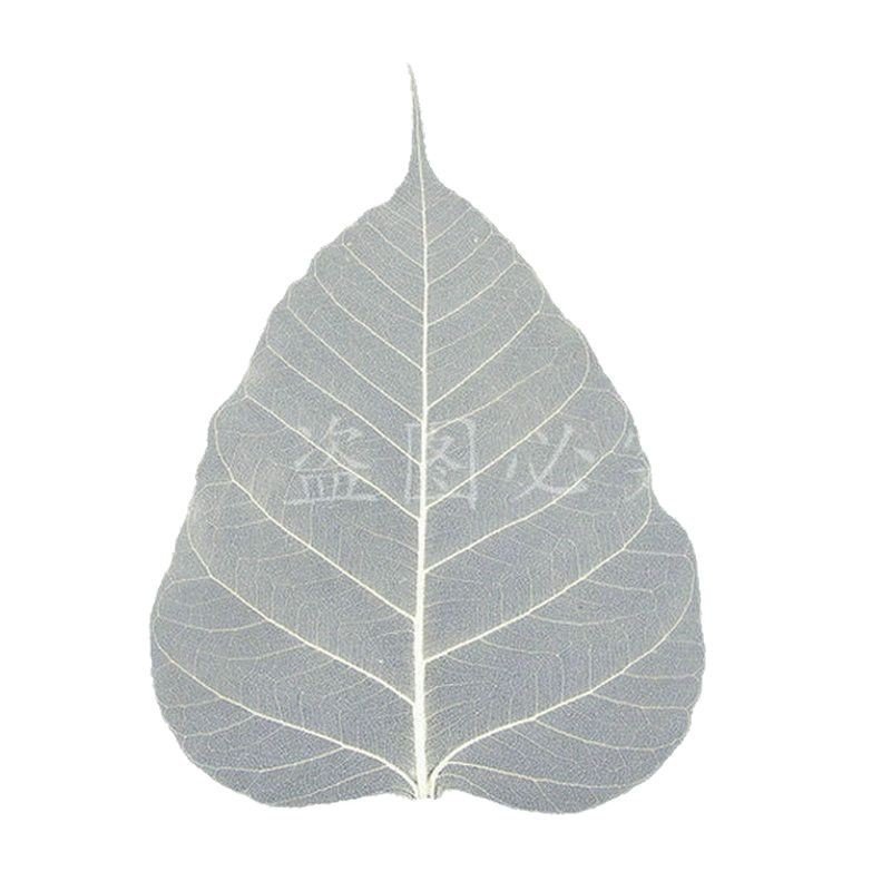 Natural Bodhi Leaf Vein Calligraphy and Painting Special Laminated Bookmark Embossed Raw Material Plant Specimen Yunnan Dried Flower Decoration Material