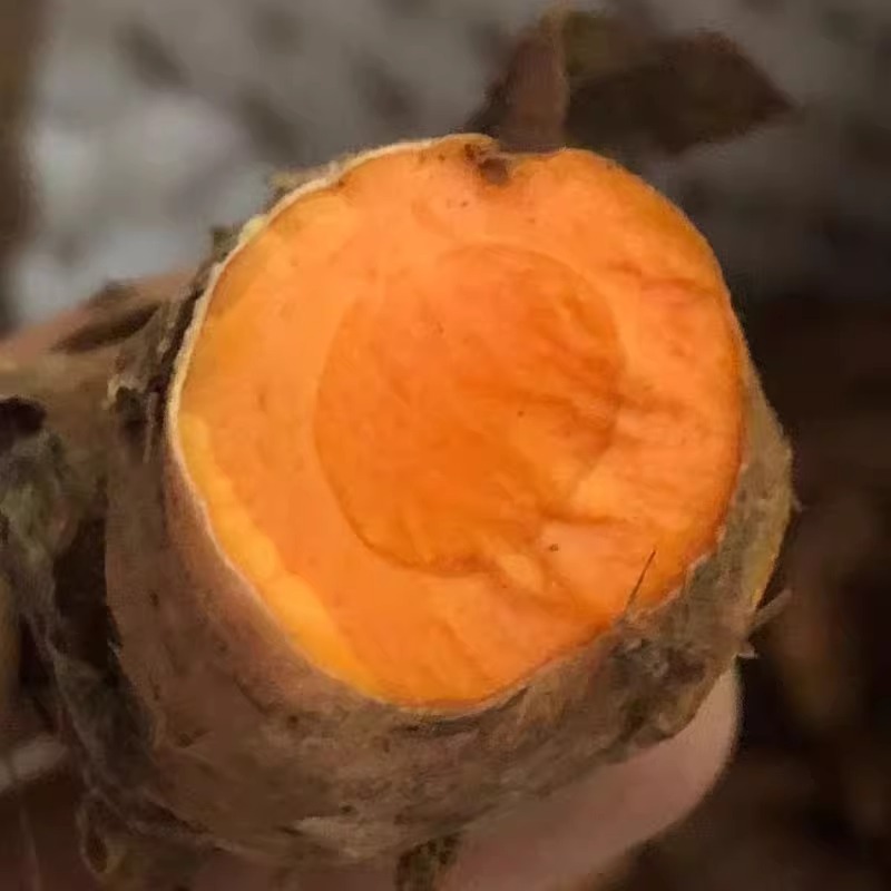 Fresh Wild Turmeric from Guangxi, Fresh Red Ginger, Medicinal Ginger Curry Turmeric for Postpartum Recovery, in Stock with Free Shipping