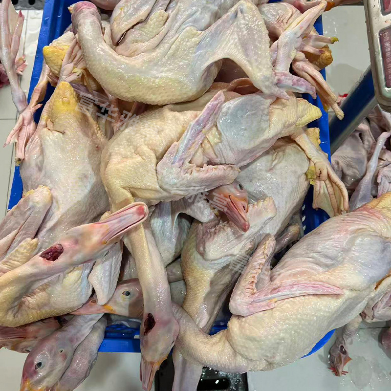 Freshly Slaughtered Authentic Free-Range A-Grade番鸭, White-Cut Duck, and Braised Duck Directly Supplied from the Source Slaughterhouse. Large Quantity Support Available