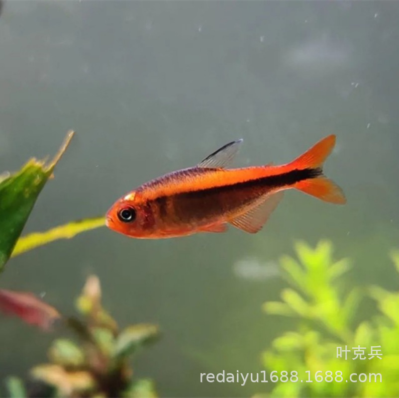 Shanghai Wholesale Fire Ant Lamp Red Fire Ant Devil Yellow Fire Ant Lamp Fish Live Tropical Ornamental Fish Small Fish Lamp Grass