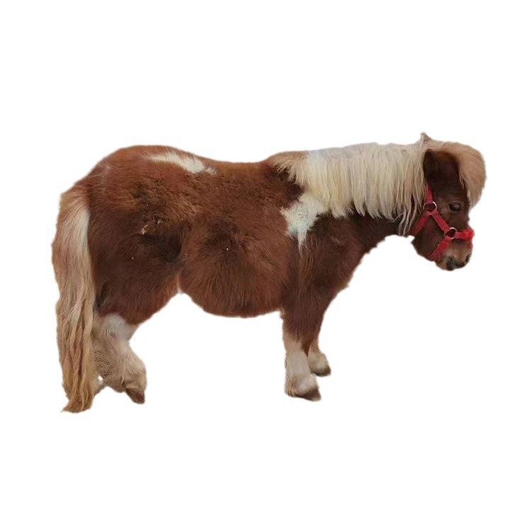Farm for Sale Rental Adult Shetland Pony Scenic Garden Ornamental Riding Pony Mini Pony Price