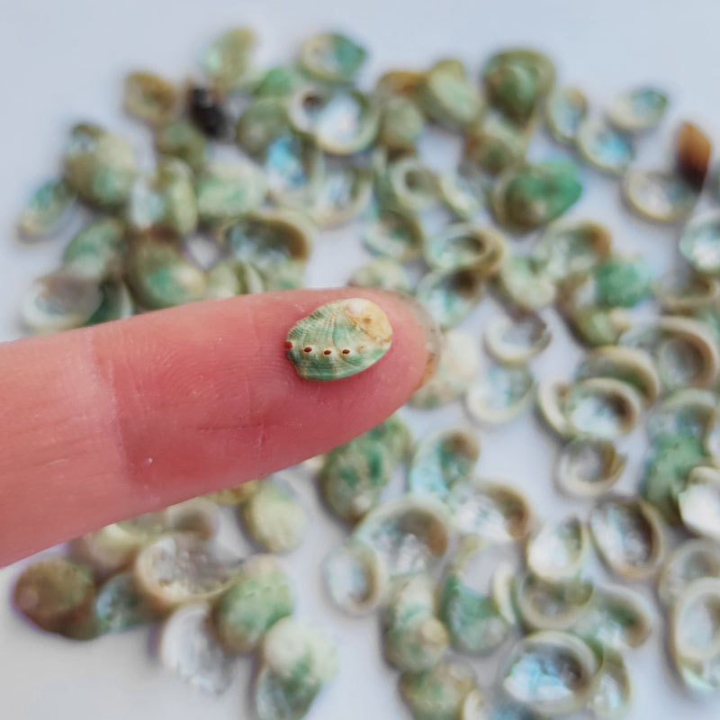 Natural Rare Green Abalone Shell Mini Conch Specimen Collection 0.5-1cm Mini Small Shell