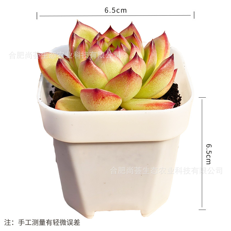 Succulent Plants Wholesale with Pots Green Plants Succulent Small Potted Plants Kindergarten Small Gifts Prizes Promotional Event Gifts