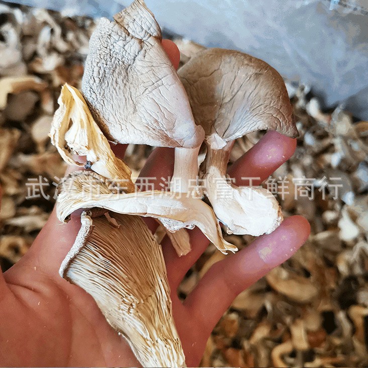 Base wholesale dried Pleurotus ostreatus 500g dried Pleurotus ostreatus dried edible fungus north and south dried bulk fungus bag