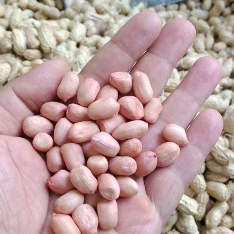 New goods in the season fresh peanut with Shell dried flowers growing big peanut farm self-planted dried bulk one-piece delivery
