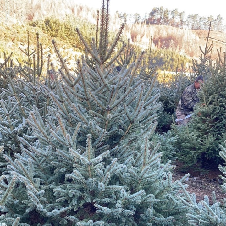 Spruce Spruce Tree Spruce Green Cutting Spruce 1 to 10m Tall Spruce Saplings Evergreen Trees All Year Round