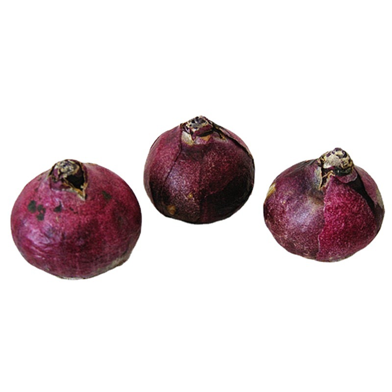 Wholesale Hyacinth Bulbs, Hyacinth Potted Plants, Full Colors, Hydroponic Soil Culture Flower Plants, Large Quantity Discounts