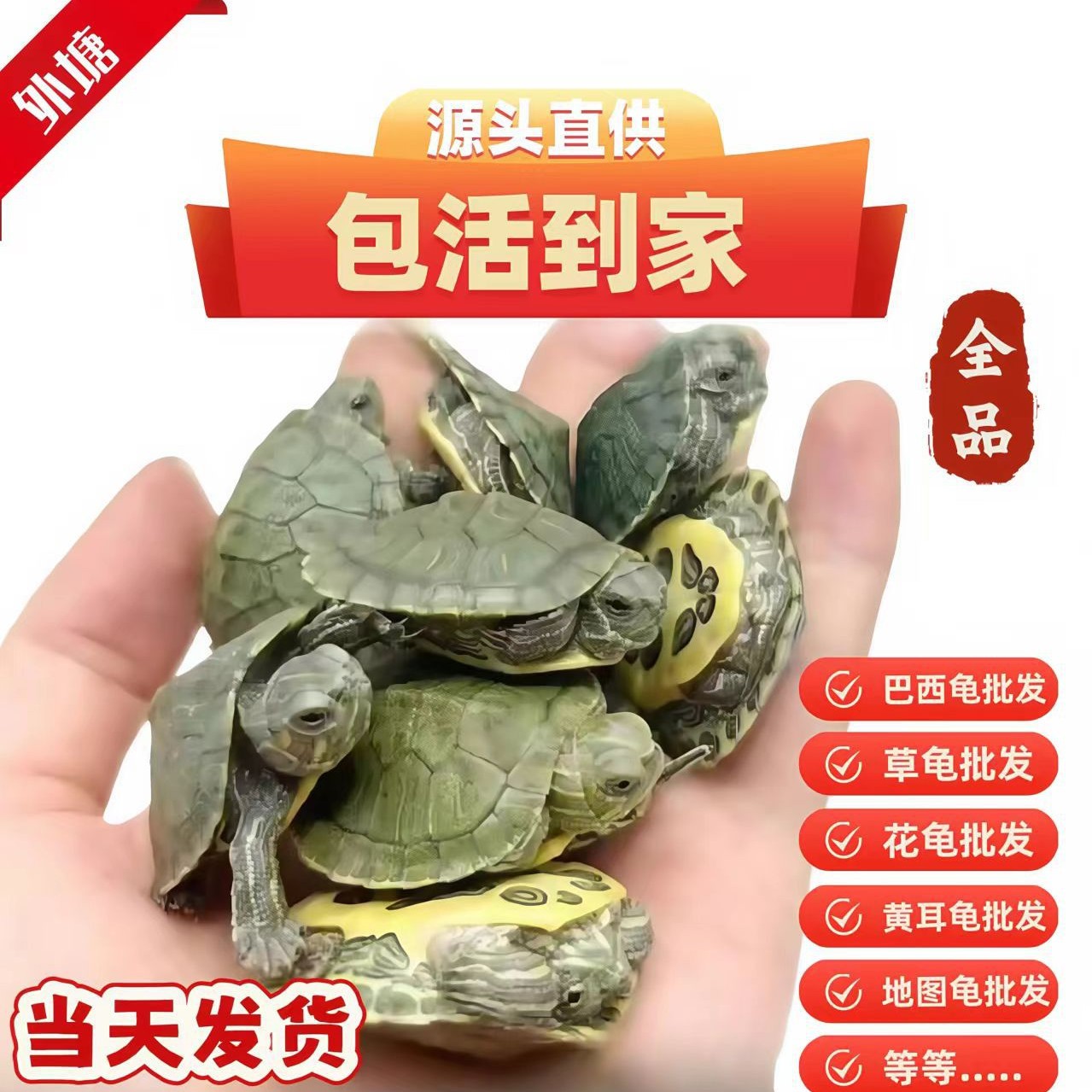 Оптовая поставка бразильских черепах, цветочных черепах, травяных черепах, черепах с желтыми ушами, картографических черепах из источника, гарантированно доставляемых живыми к вашему порогу