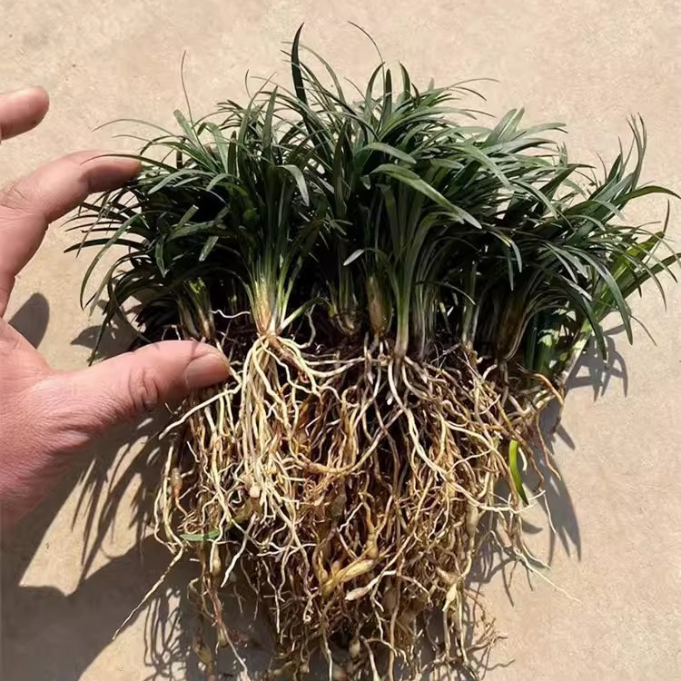 Japanese Dwarf Ophiopogon Japonicus Seedlings, Dwarf Jade Dragon Grass with Soil, Lawn Ground Cover Plants, Cold-Resistant, Evergreen, Pruning-Free Grass in All Seasons