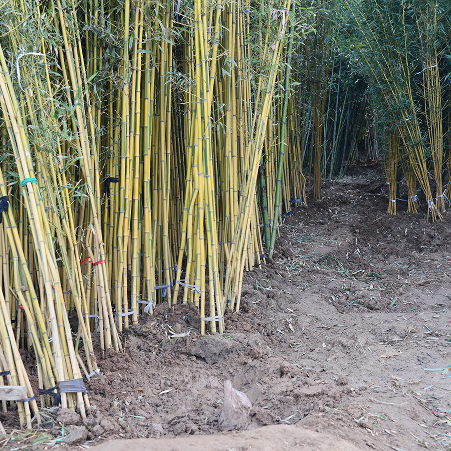 Potted Bamboo Seedlings, Courtyard Hedge Plants, Gold Inlaid Jade Bamboo Green Landscape Bamboo Seedlings, Purple Bamboo Seedlings Base Direct Sales Wholesale