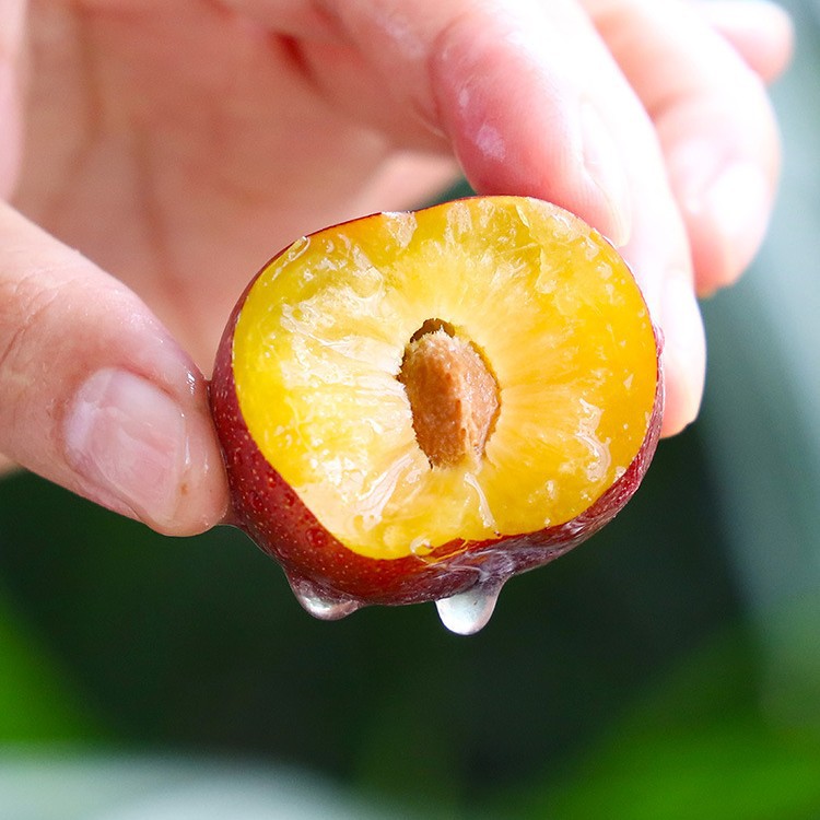 Хрустящие красные сливы, сливы из Сычуани, свежие фрукты Феникс, безкостные зеленые хрустящие сливы, оптовая коробка