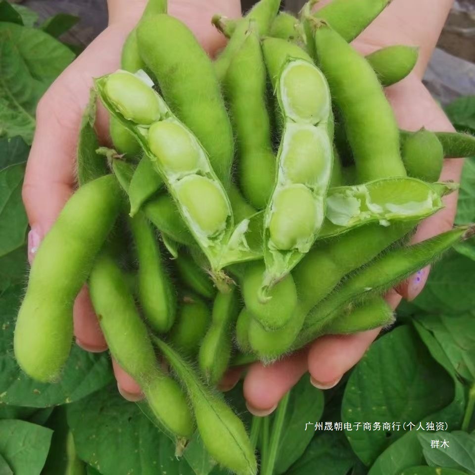 [Directly Shipped from the Place of Origin] Fresh Edamame in Shells, Raw Green Beans, Seasonal Vegetables, Raw Beans, Pods, Edamame, Fresh Soybeans