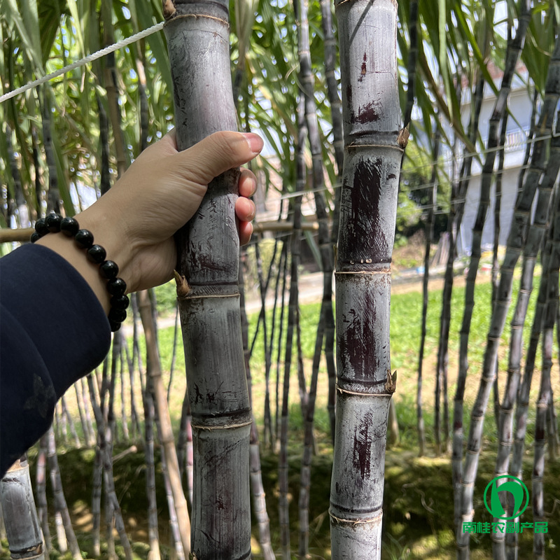 Directly Supplied from the Place of Origin of Guangxi Sugar Cane, New Variety of Black-Skinned Sugar Cane with Good Color, Long Sections, Crispy and Sweet Fruit Sugar Cane Wholesale