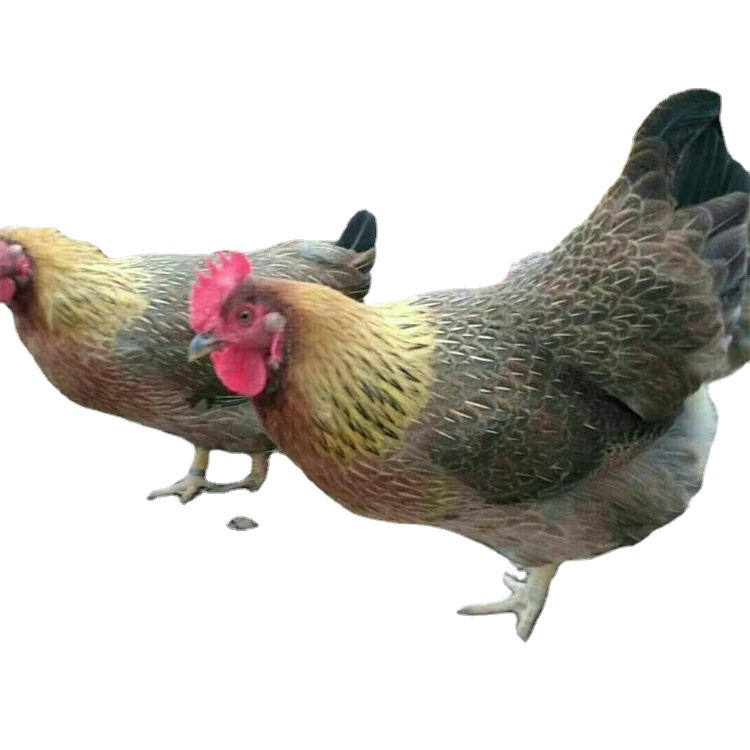 One-Day-Old Qingyuan Chicken Seedlings, Female Seedlings, Male Seedlings, Big Red Soil Chicken Seedlings, Yellow-Footed Soil Chicken Seedlings, Hemp Feather Free-Range Wholesale Seedlings