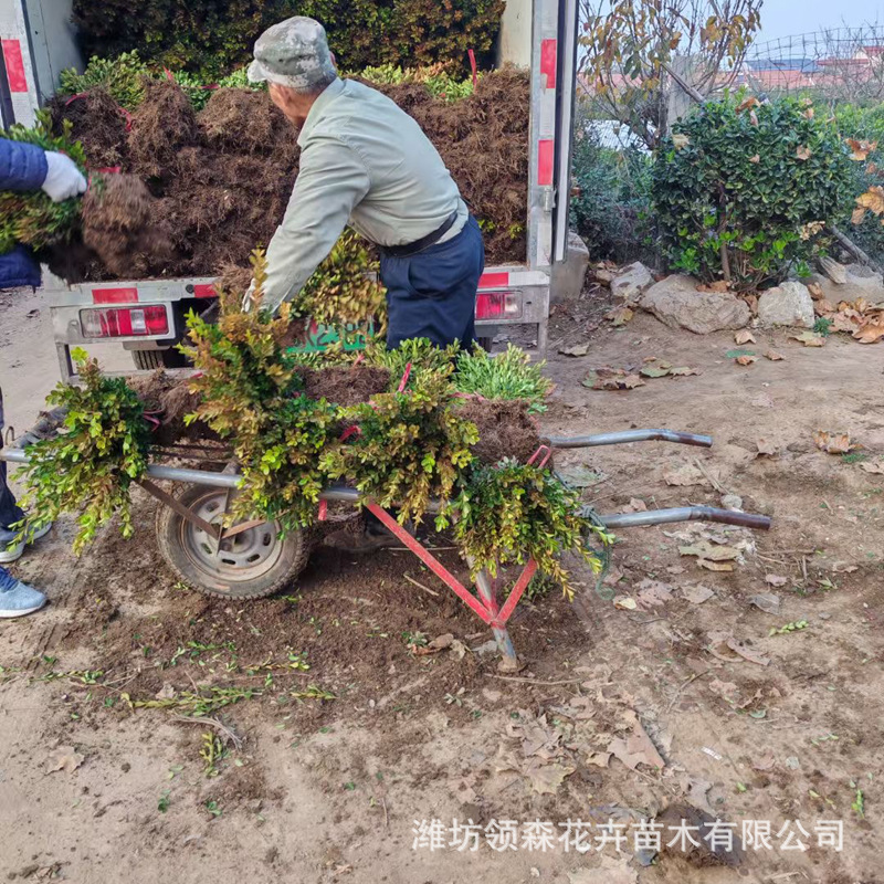Base Direct Sales Melon Seed Boxwood Seedlings Hedge Large Quantity Discount Boxwood Seedlings Holly Seedlings Phnom Penh Boxwood Garden Saplings