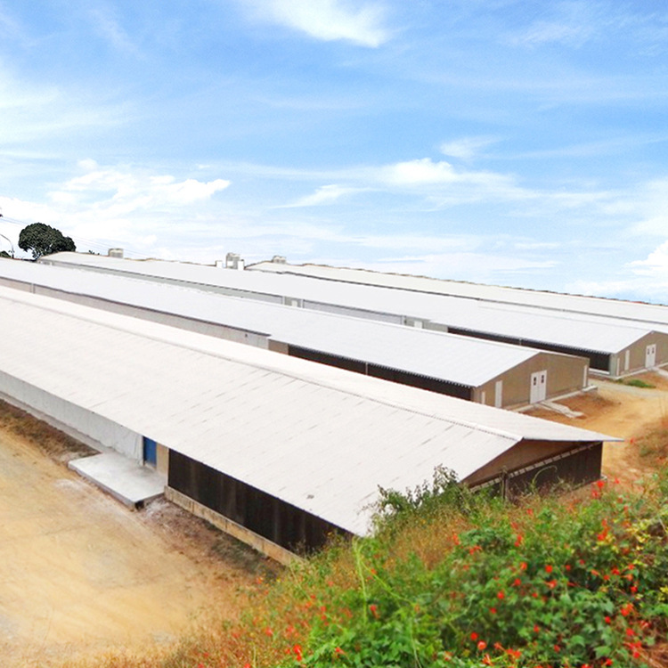 Steel Structure Warehouse, Fence, Farm, Poultry, Livestock, Egg Chicken, Simple Building Chicken House Export