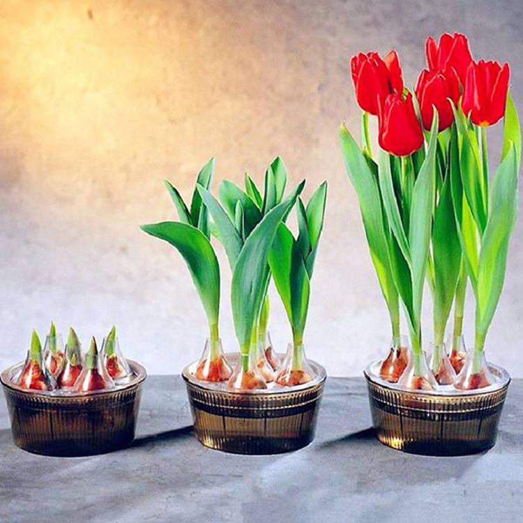 Tulip Bulbs Perennial Flower Seeds Soil Culture Hydroponics Indoor and Outdoor Courtyard Planting Flower Bulbs