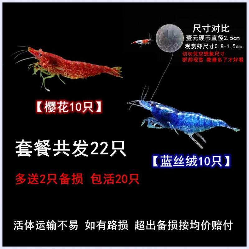Large Ornamental Shrimp, Freshwater, Durable, Small Ornamental Fish, Mixed Shrimp, Algae Removal, Black Shell Shrimp, Novice Ornamental Shrimp Manufacturer