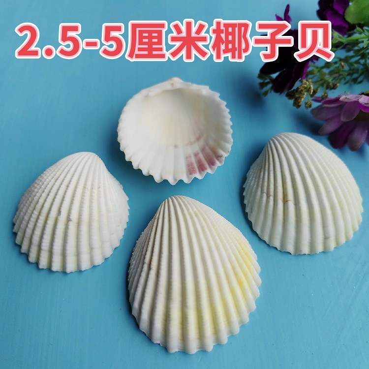 Natural White Shell DIY Handmade Painting Graffiti Wall Barbecue Hawaiian White Scallop