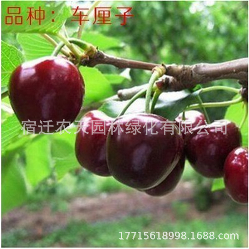 Black Pearl Cherry Saplings Dwarf Potted Ground Planting Results in the Current Year, Extra Large Cherry Fruit Trees Planted in the North and South