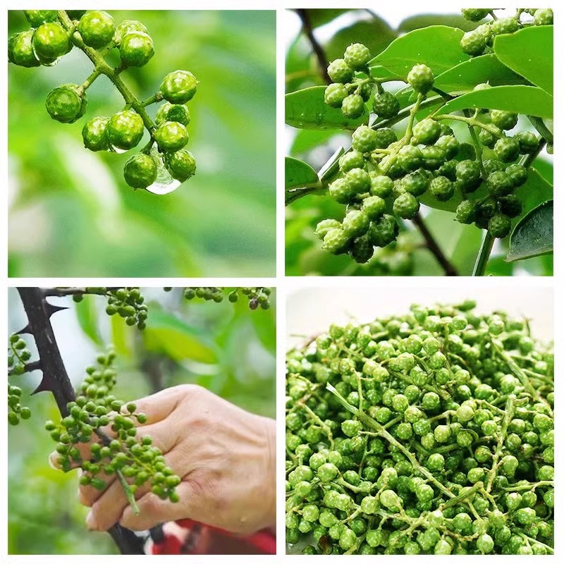 Green pepper fresh 350g Chongqing Jiangjin fresh rattan pepper Sichuan specialty picked fresh hemp pepper frozen fresh pepper