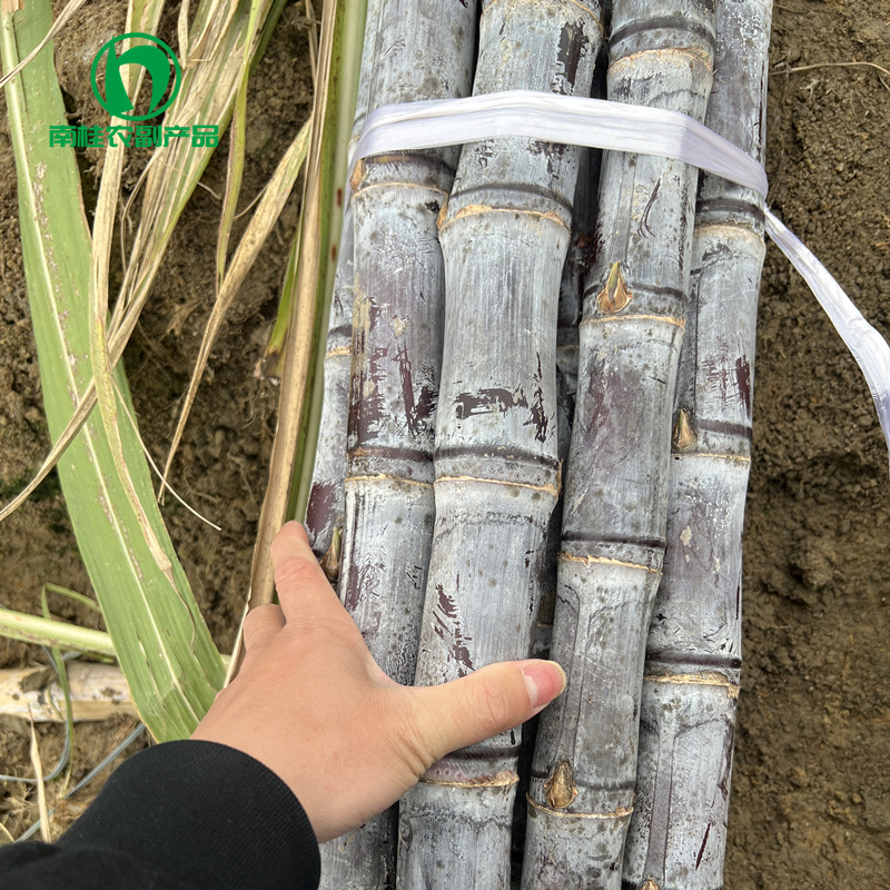 Плантация чернокожего тростника в Гуанси, сладкий и сочный, прямая поставка