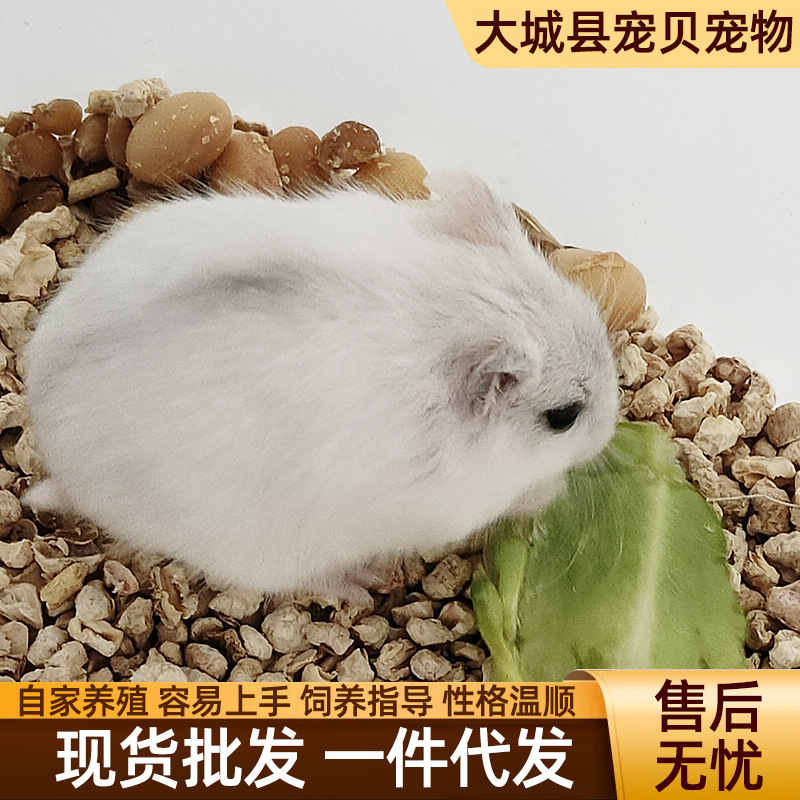 Wholesale Hamsters, Live Pets Suitable for Children to Raise, Three-Line Purple Hamster Pudding Silver Fox