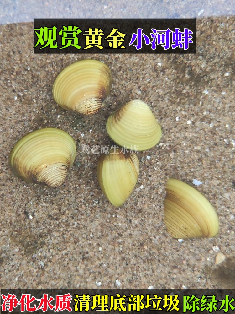Freshwater Live Clams for Aquarium Decoration and Algae Control