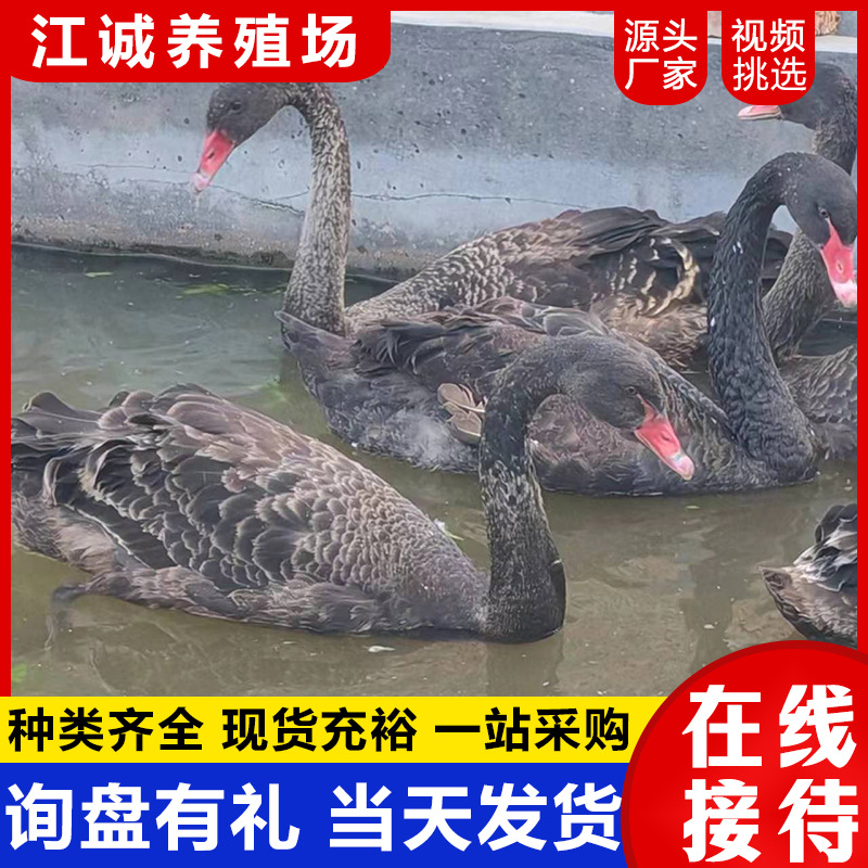 The Farm Sells and Rents Adult Black Swans. How Much Does a Pair of Live Black Swans Cost? the Price of Black Swans That Have Just Been Removed from the Warm Water?