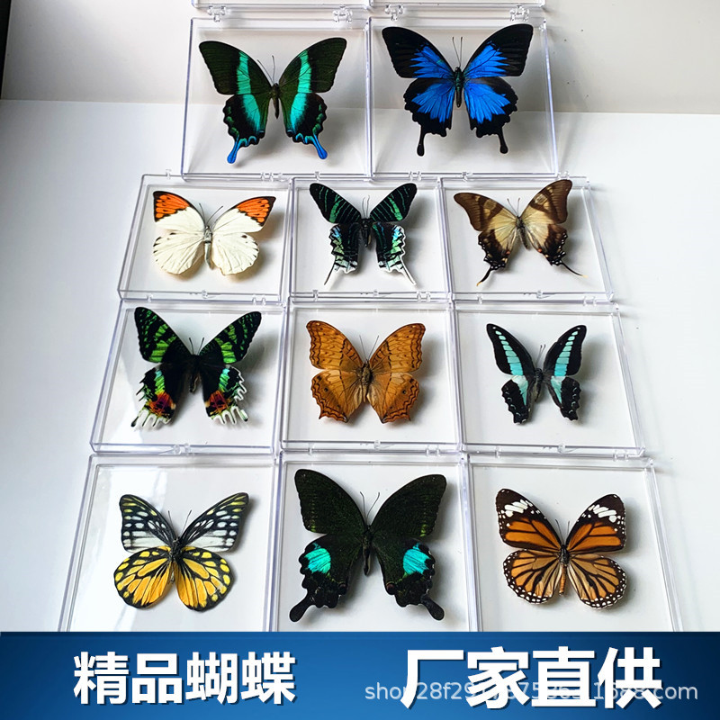 Мудрость Бабочки Любовь Бабочка Экспонат Орнаменты Реальная Бабочка Насекомое Экспонат Крылья Распущенные Студенты Креативный Подарок На День Рождения Прозрачная Упаковка