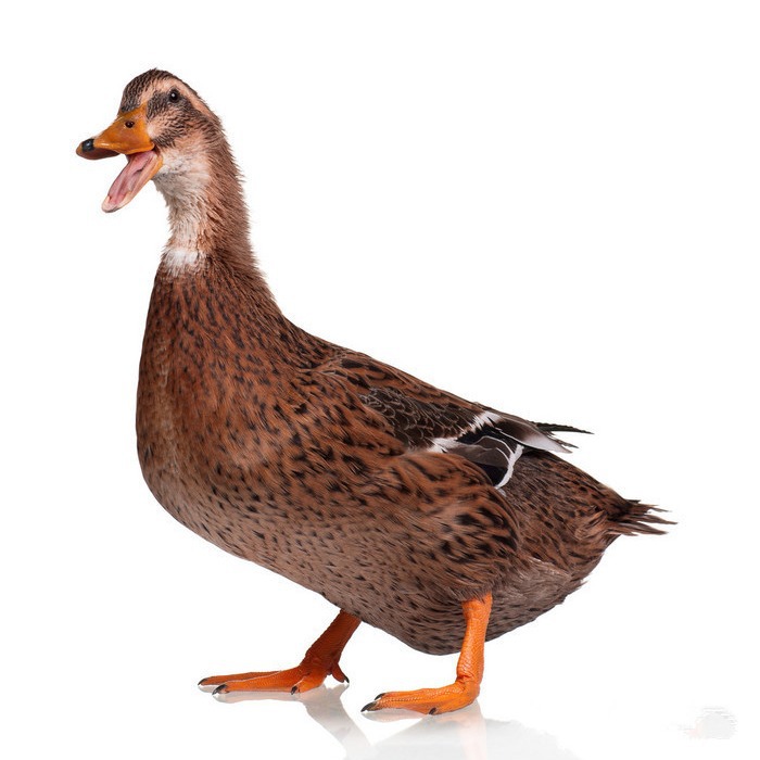 For Sale Are Large-Sized Ducklings, Live Small Yellow Ducklings, and Water Ducklings, Black Mallard Ducklings, Multi-Egg Ducklings, Easy to Live and Easy to Raise