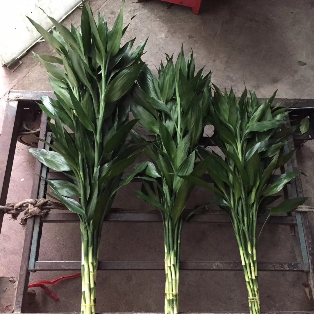 Rich Bamboo Direct from the Farm, Available in Large, Medium, and Small Sizes, Small Bamboo 70cm cm Tall