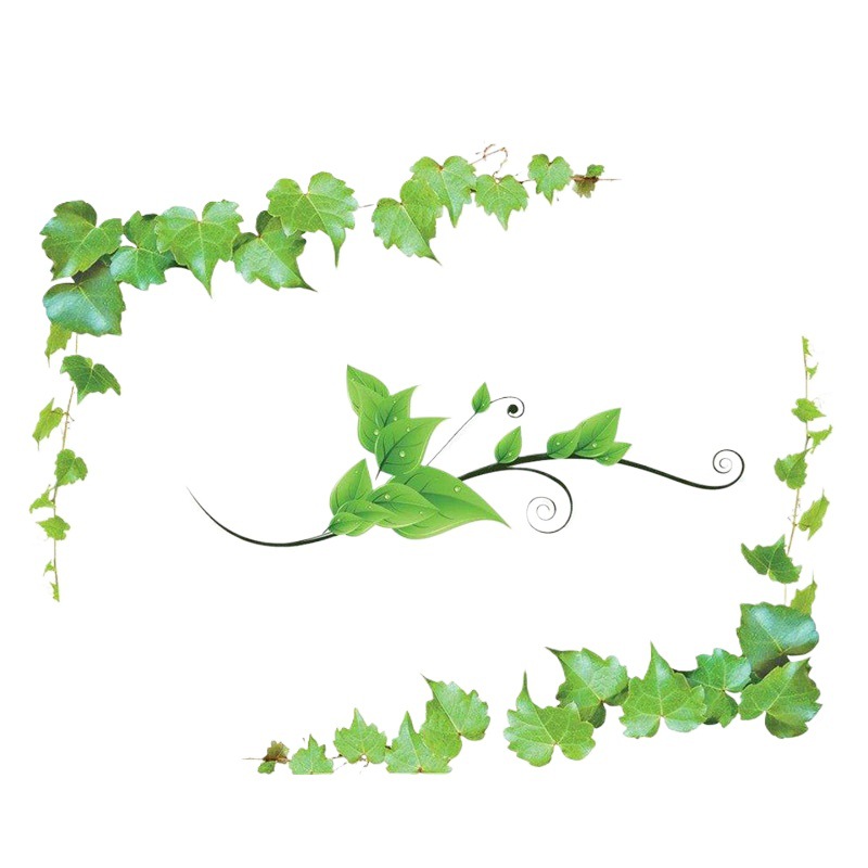 Wholesale climbing plant dijin five-leaf dijin creeper vine plant cold-resistant drought-resistant wall climbing master