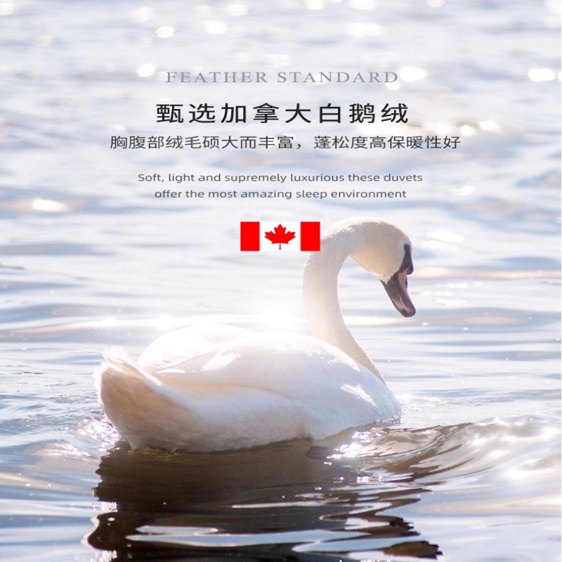 Authentic Canadian 95 White Goose down 160 Count Pure Cotton Type a Summer Cool Quilt Spring Autum Winter down Quilt Core