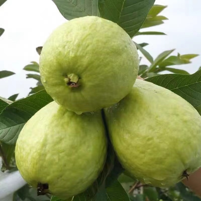 White-Heart Cream Guava, Guangxi Large Fruit Guava, Fresh Seasonal Fruit, Leisurely Guava, Soft and Glutinous, Direct from the Place of Origin