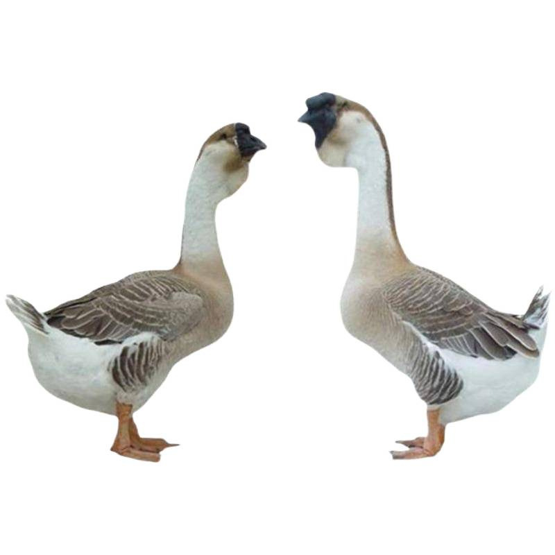 Lionhead Half-Pound Large Extra-Large Goose, Purebred 0.5kg Lionhead Goose Live Chicks for Consumption at Room Temperature