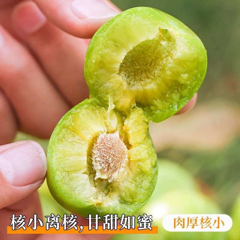 Sichuan Boneless Plums, Fresh Fruits, Extra Large Seasonal Sweet and Sour Honey Green Crispy Plums, Whole Box Free Shipping