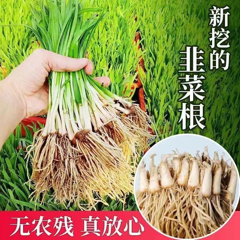 Свежезакопанные саженцы корня лука-порея для круглогодичной посадки на балконе, новые корни лука-порея с пурпурно-красными корнями