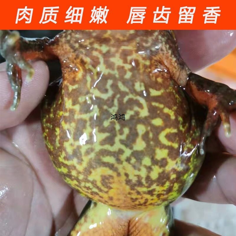 Youpin fresh northeast toad Changbai mountain produce forest frog fresh live forest frog new river mother leopard