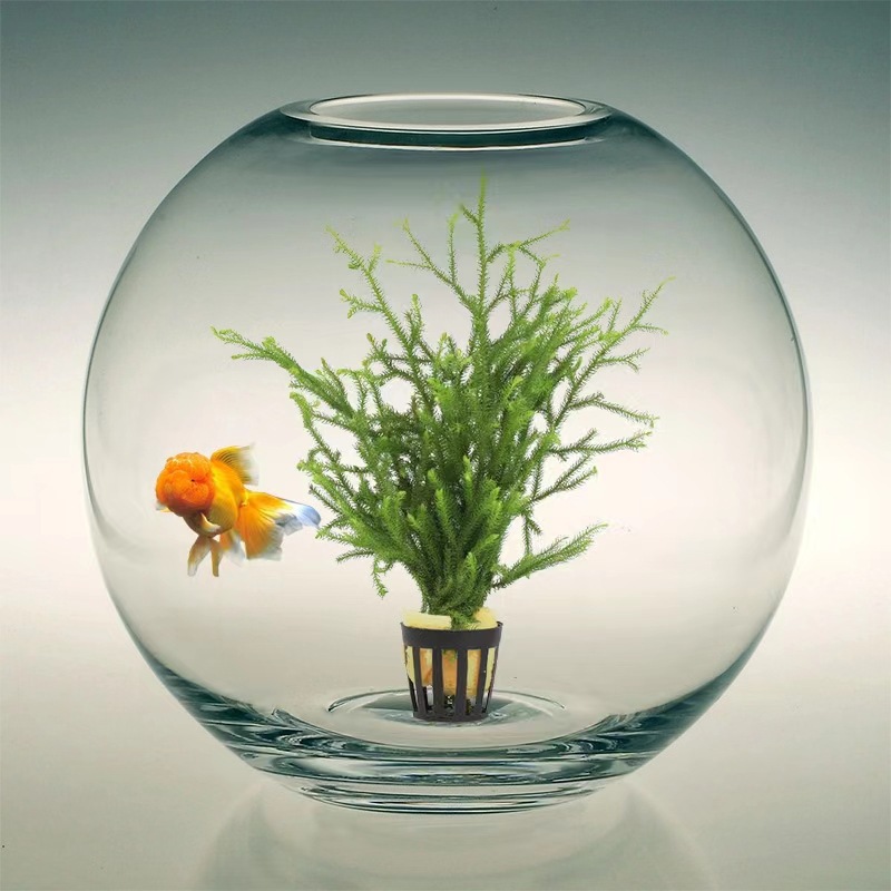 Factory Wholesale Instant Grass Seeds Fish Tank Landscaping Aquatic Grass Seeds Cow Hair Opposite Leaf Grass Seeds Grass Seeds Love Grass Seeds