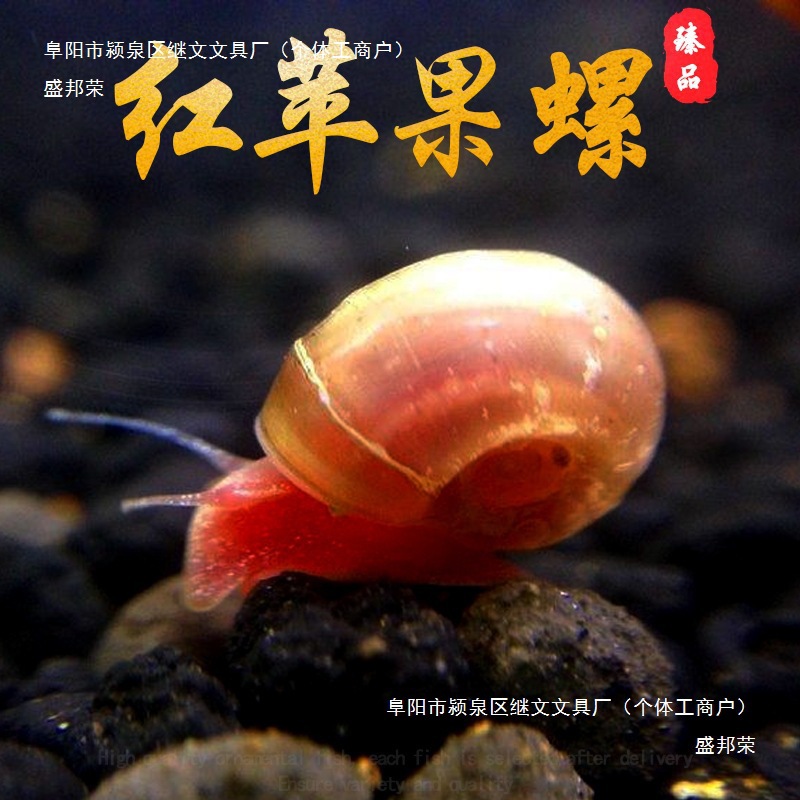 Shengbangrong Red Apple Snail Tool Snail Algae Removal Snail Pet Turtle Dog Head Natural Live Bait Aquarium Pet Package