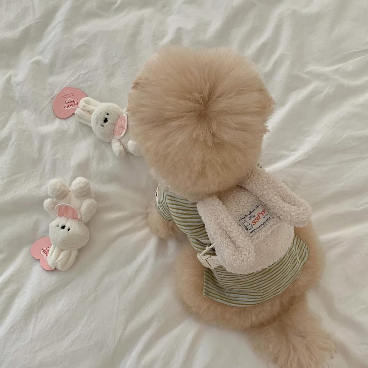 Ins puppies and cats go out pets from backpacks, schoolbags, excrement bags, snack bags, teddy bears, bomei wholesale