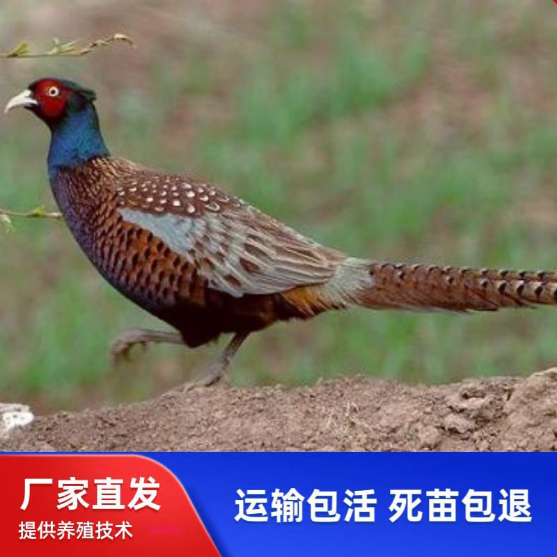 Цветные фазановые живые саженцы Bao Huo Daojia, свободно выгуливающиеся домашние куры, живые саженцы гвинейских кур