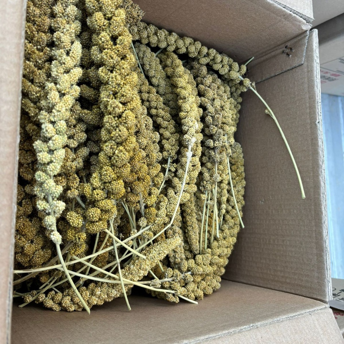 Кукурузный молярный зерновой блок, красный, белый, зеленый, черный, желтый, зерно, лен, овес, сорго, рис