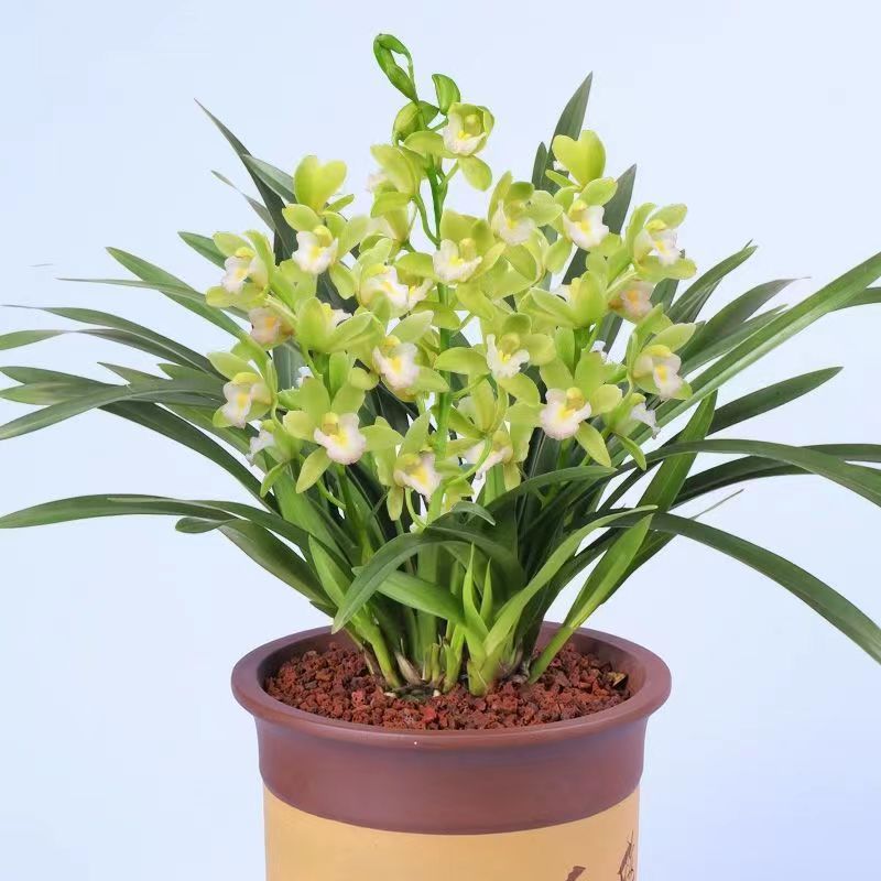 Orchid Boutique Fragrant Orchid Fragrance Type Precious Orchid Seedling Jianlan Blooms in All Seasons Indoor Flower Potted Plant Evergreen All Year Round