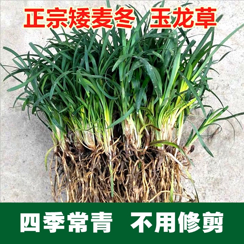 Northern Winter Cold-Resistant Courtyard Greening Vegetation Japanese Dwarf Ophiopogon Japonicus Seedlings Authentic Yulong Grass Seedlings Lawn Along the Steps